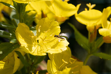 Habitat for insects, wildflowers and herbs in rural garden.