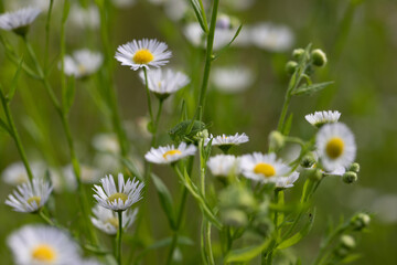 Habitat for insects, wildflowers and herbs in rural garden.