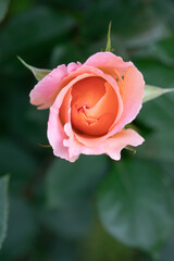 Roses in different hues in natural light