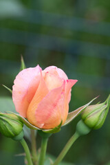 Roses in different hues in natural light