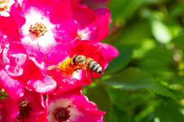 Bees on colourful roses in natural environment.