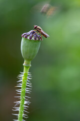 Bees on red common poppy, collecting pollen