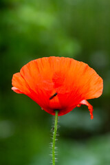 Fototapeta premium Bees on red common poppy, collecting pollen