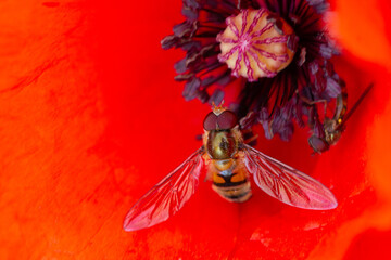 Bees on red common poppy, collecting pollen