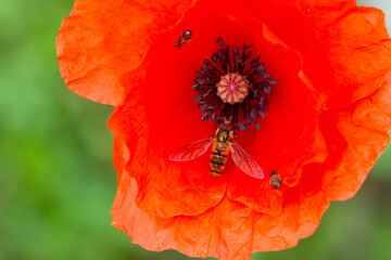 Bees on red common poppy, collecting pollen