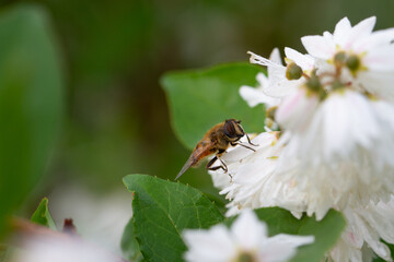 Bees on colourful roses in natural environment.