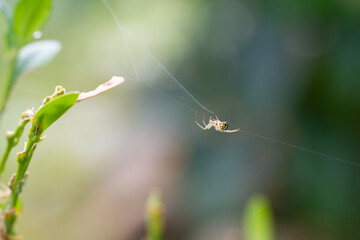 Spiderweb with spiders in natural light over green background