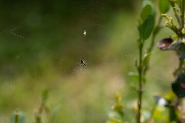 Spiderweb with spiders in natural light over green background