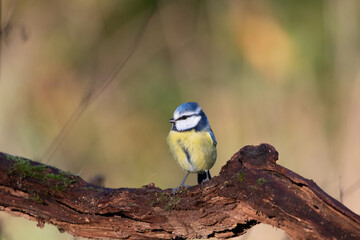 A cute Blue tit perched on a log.
