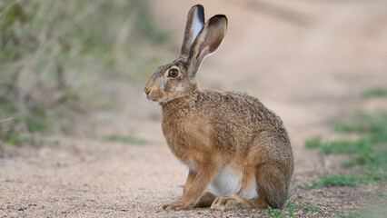 European brown hare Lepus europaeus - obrazy, fototapety, plakaty