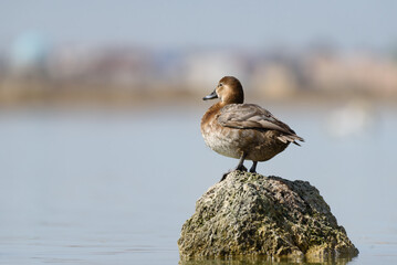 Bird duck female Common Pochard, Aythya ferina