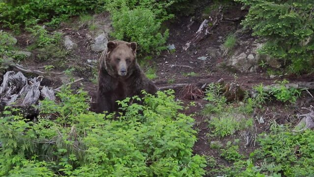 the bear is sitting in the forest. Wild nature - grizzlies in their natural environment.