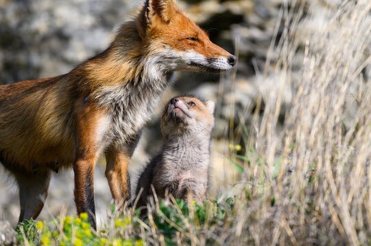 Red fox Vulpes vulpes in the wild. Fox with cub
