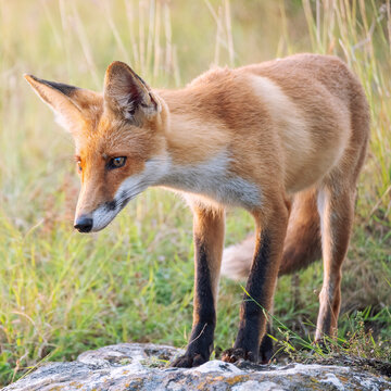 Portrait red fox Vulpes vulpes on a beautiful background
