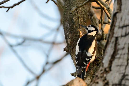 Great spotted woodpecker Wildlife scene from nature. Dendrocopos major