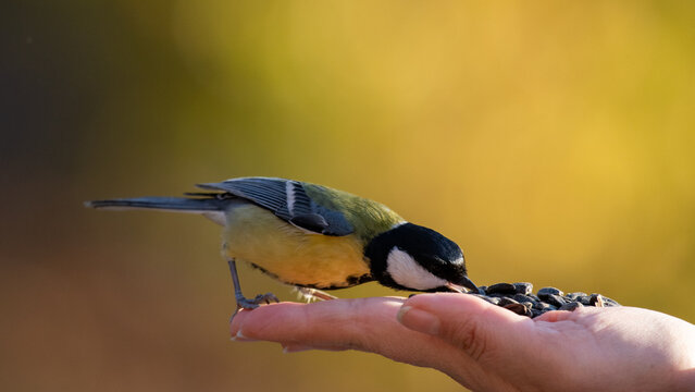 The Great Tit Parus major looking for seeds from a human hand autumn. Colorful songbird interacting with human for food