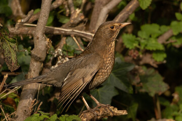 Female Blackbird.