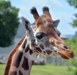 African elephants are elephants of the genus Loxodonta. The genus consists of two extant species: the African bush elephant, L. africana, and the smaller African forest elephant,