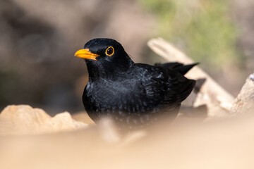 Close-up shot of a male Common Blackbird (Turdus Merula)