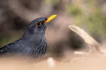 Close-up shot of a male Common Blackbird (Turdus Merula)