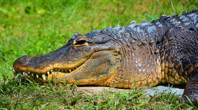 An alligator is a crocodilian in the genus Alligator of the family Alligatoridae. The two living species are the American alligator and the Chinese alligator.