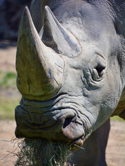 Obraz premium The white rhinoceros or square-lipped rhinoceros is the largest extant species of rhinoceros. It has a wide mouth used for grazing and is the most social of all rhino species