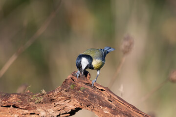 A Great tit on a log.