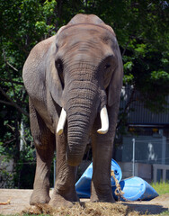 African elephant is elephant of the genus Loxodonta. The genus consists of 2 extant species: the...