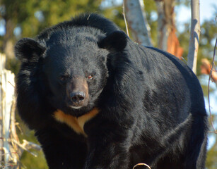 Obraz premium Asian black bear (Ursus thibetanus or Selenarctos thibetanus), also moon or white-chested bear, is a medium-sized bear species native to Asia and largely adapted to arboreal life