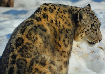 The snow leopard is a large cat native to the mountain ranges of Central and South Asia. It is...