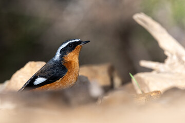 Naklejka premium Close-up shot of Adult male Moussier's Redstart (Phoenicurus moussieri) 