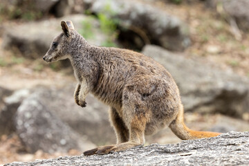 Naklejka na ściany i meble Rare Australian Mareeba Rock Wallaby