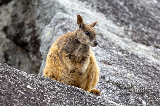 Rare Australian Mareeba Rock Wallaby