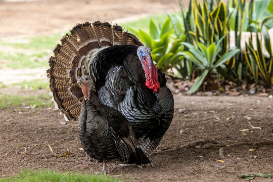 Domestic Turkeys with male displaying courtship feathers
