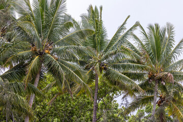 Coconut Palm Trees with coconuts