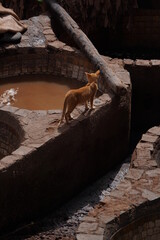 chouara tannery in fes morocco