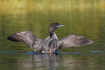 Juvenile common loon spreading its wings 