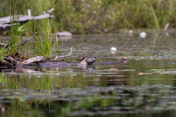 An otter sticking its head up out of the water next to its den 