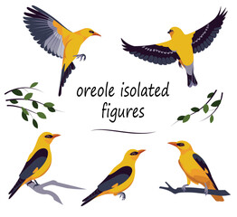 Obraz na płótnie Canvas Five isolated figures of the golden Eurasian oriole flying, fluttering, flapping its wings, standing and sitting on a branch in the forest in summer