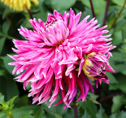 Dahlia is a genus of bushy, tuberous, perennial plants native to Mexico, Central America, and Colombia. There are at least 36 species of dahlia, some like D. imperialis up to 10 metres tall.