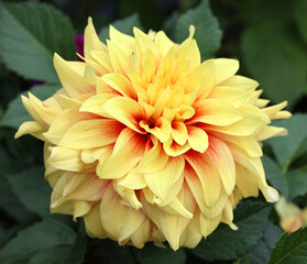 Dahlia is a genus of bushy, tuberous, perennial plants native to Mexico, Central America, and...