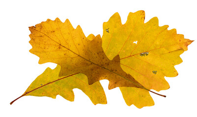 Two yellow autumn colored oak tree leaves in a crossed layout. One leaf has numerous holes. On a transparent background.
