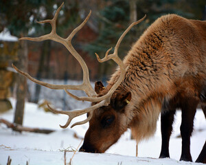 The reindeer, caribou in North America is a species of deer, native to arctic, subarctic, tundra,...
