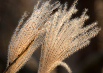 Autumn native grasses in sidelight