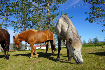 Naklejka na ściany i meble Horses on pasture eating grass