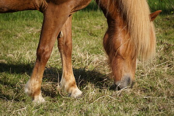 Naklejka na ściany i meble Light brown horse on pasture eating grass