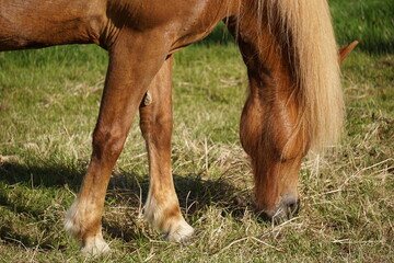 Fototapeta premium Light brown horse on pasture eating grass