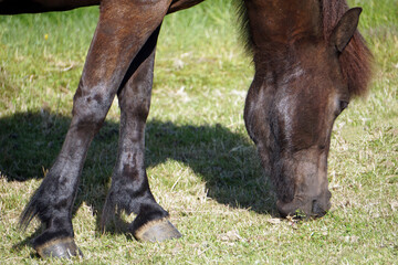 Naklejka na ściany i meble Dark brown horse on pasture eating grass - close-up on head