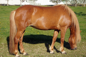Light brown horse on pasture eating grass
