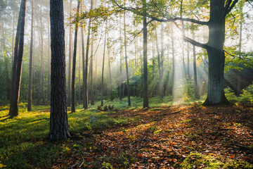 Autumn forest